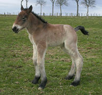 Sienna de la Mess